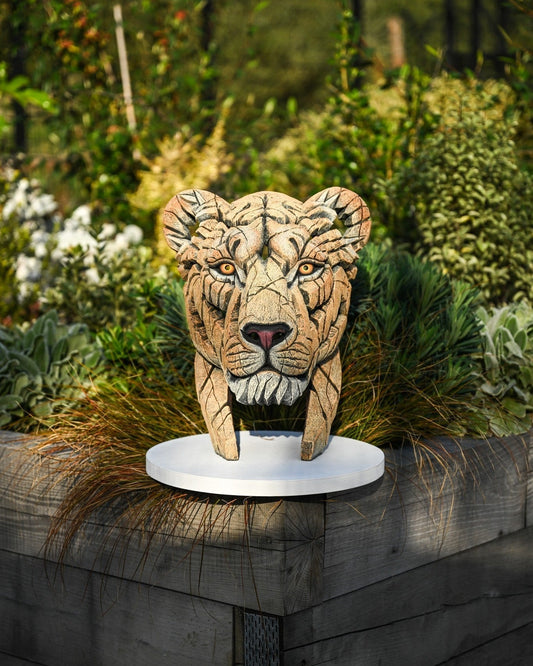 EDGE Sculpture Yuna the Lioness EDB35 - The Acorn Gallery, Pocklington