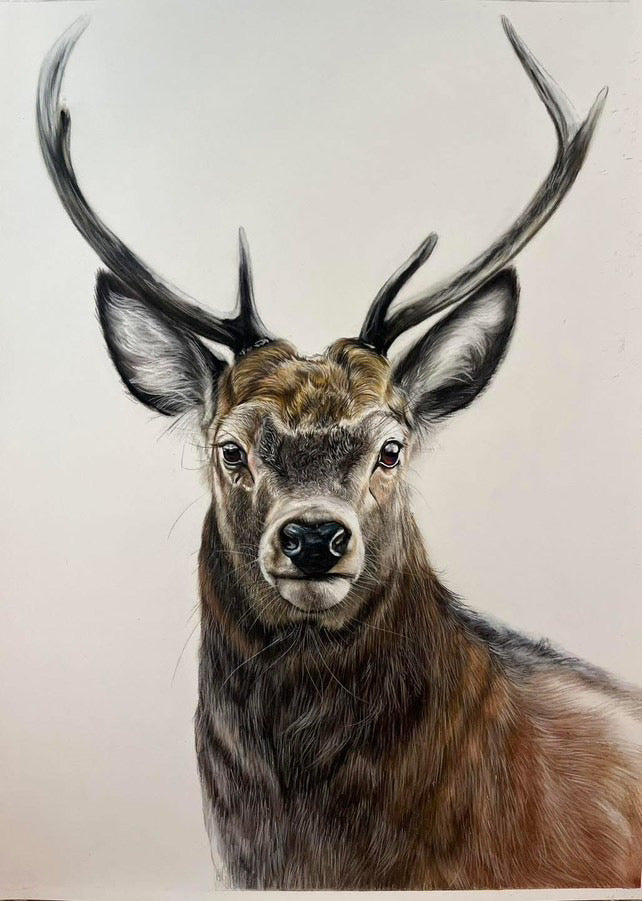 The Young Pretender original pastel artwork by Natalie Bell featuring a majestic young stag