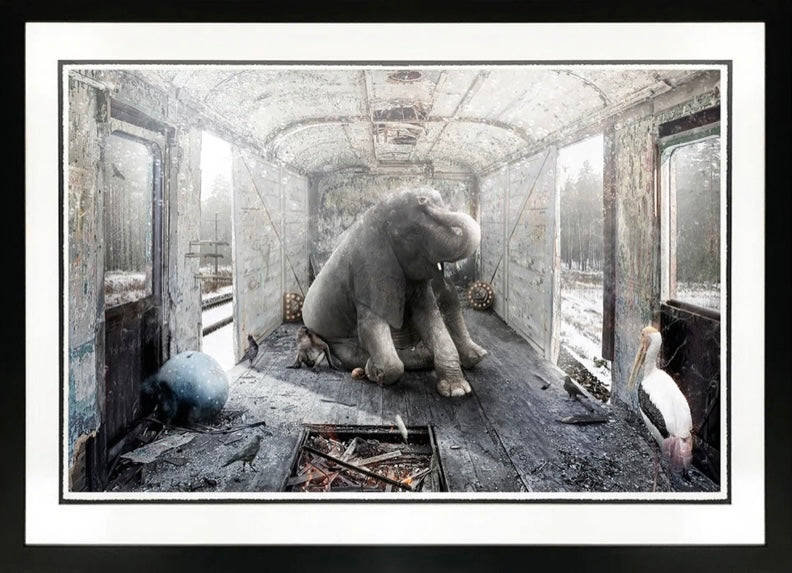 Mark Davies Perfection Through The Eyes Of A Stork Dumbo - Limited Edition Print - The Acorn Gallery, Pocklington