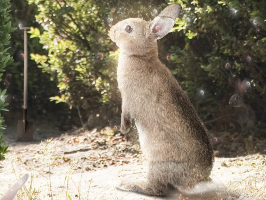 Mark Davies A Picture Of Hope Peter Rabbit - The Acorn Gallery, Pocklington