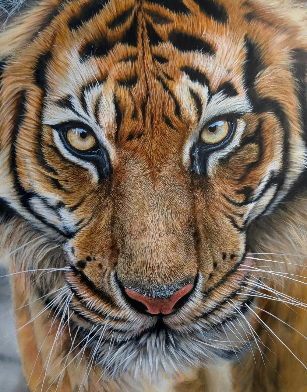 Andy Caddick Silent Sovereign Tiger Original available from The Acorn Gallery, Pocklington