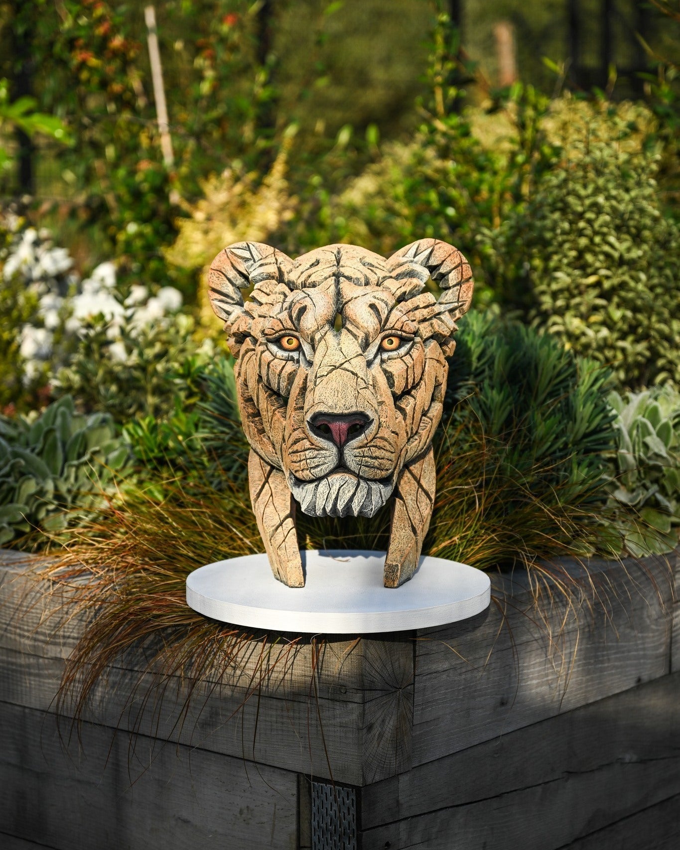 EDGE Sculpture Yuna the Lioness EDB35 - The Acorn Gallery, Pocklington 