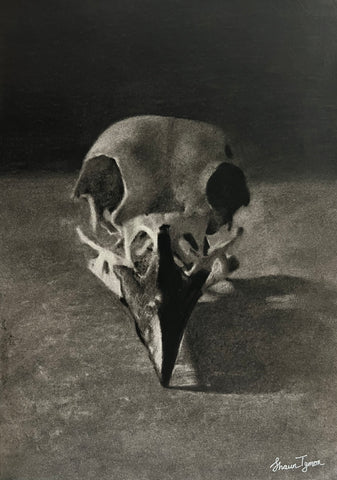 Crow Skull ORIGINAL Charcoal by Shaun Tymon