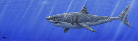 Great White by Jonathan Truss