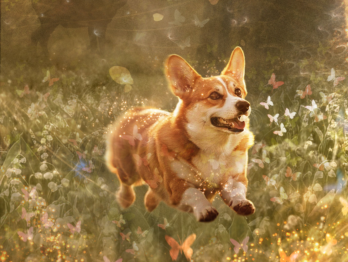 Limited edition print by Mark Davies, colourful Paddington bear in a blue coat among flowers with two corgis and a dove.