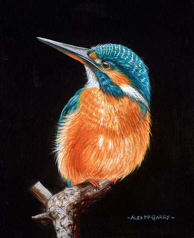 Still Kingfisher ORIGINAL by Alex McGarry *SOLD*