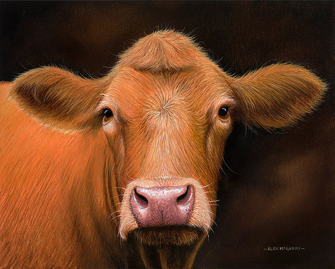 Gold Top (Cow) by Alex McGarry-Limited Edition Print-The Acorn Gallery