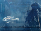 Underwater Love Lenticular by Mark Davies-Limited Edition Print-The Acorn Gallery